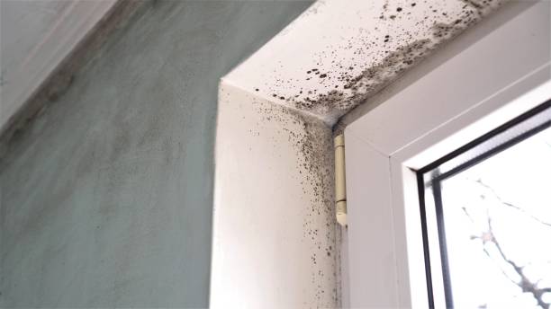Best Attic Mold Removal  in Altadena, CA