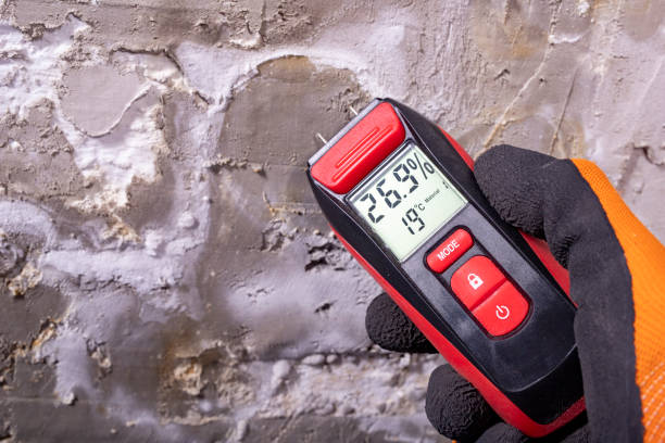 Best Black Mold Removal  in Altadena, CA