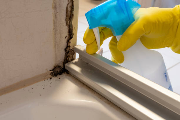 Best Toxic Mold Removal  in Altadena, CA