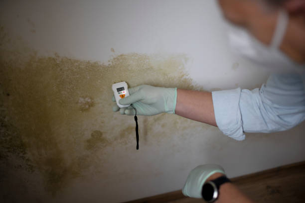 Best Toxic Mold Removal  in Altadena, CA