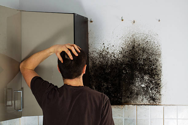 Best Home Mold Removal  in Altadena, CA