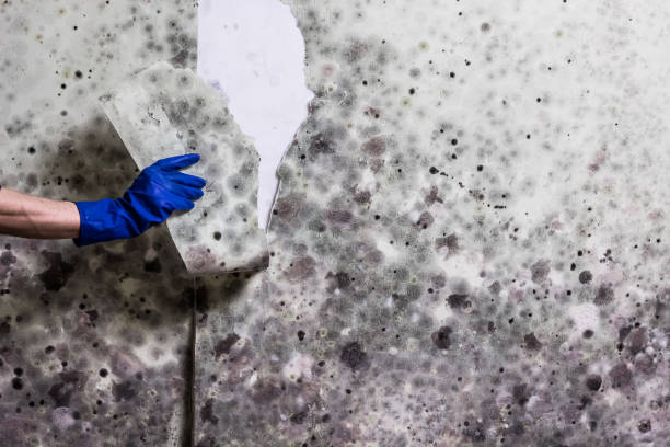 Certified Mold Removal in Altadena, CA